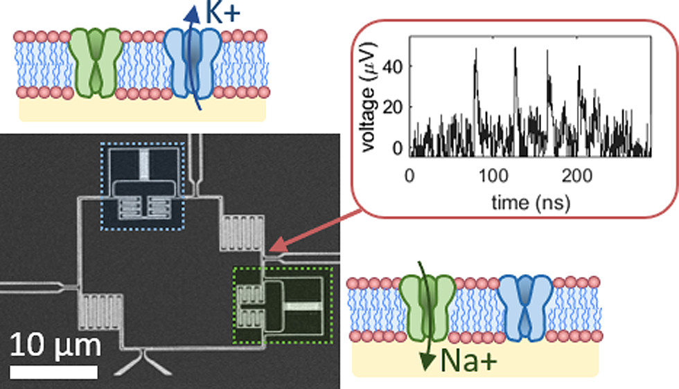 New Publication  “Superconducting Nanowire Spiking Element for Neural Networks ”